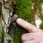 A very small bee makes its beehive inside a trunk. Wonderful honey and bees that do not sting!