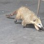A visitor at the snack bar.