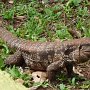 A iguana rests by the trail.